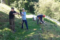 Regeneration im Schatten